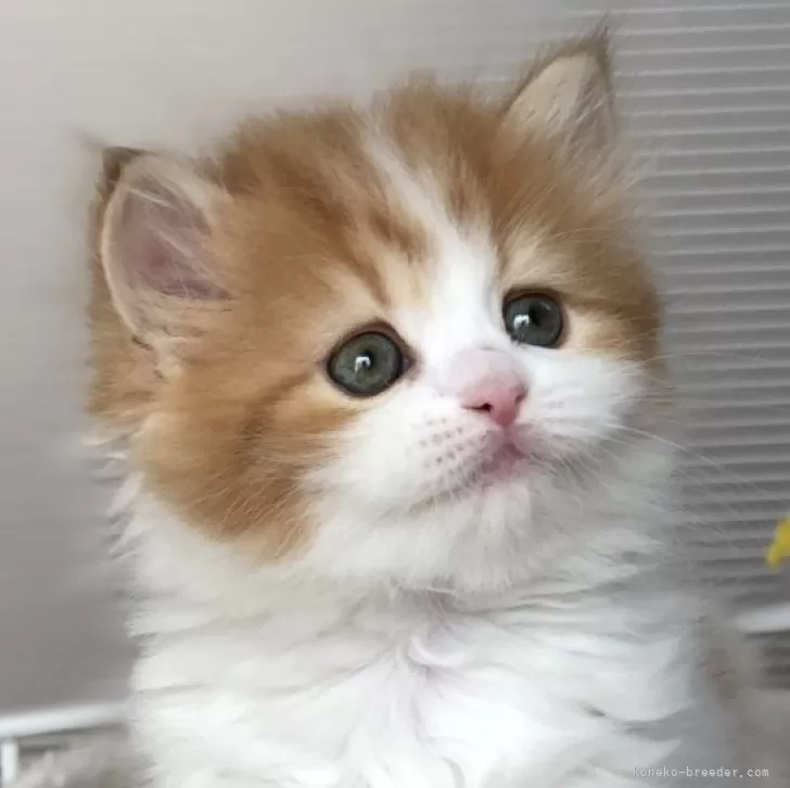 ID:2403-00137の子猫