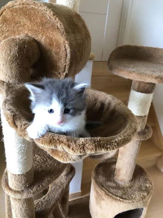 ID:2104-00845の子猫