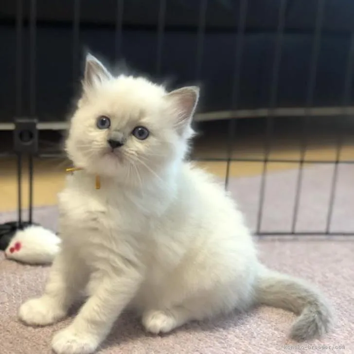 ID:2206-03071の子猫