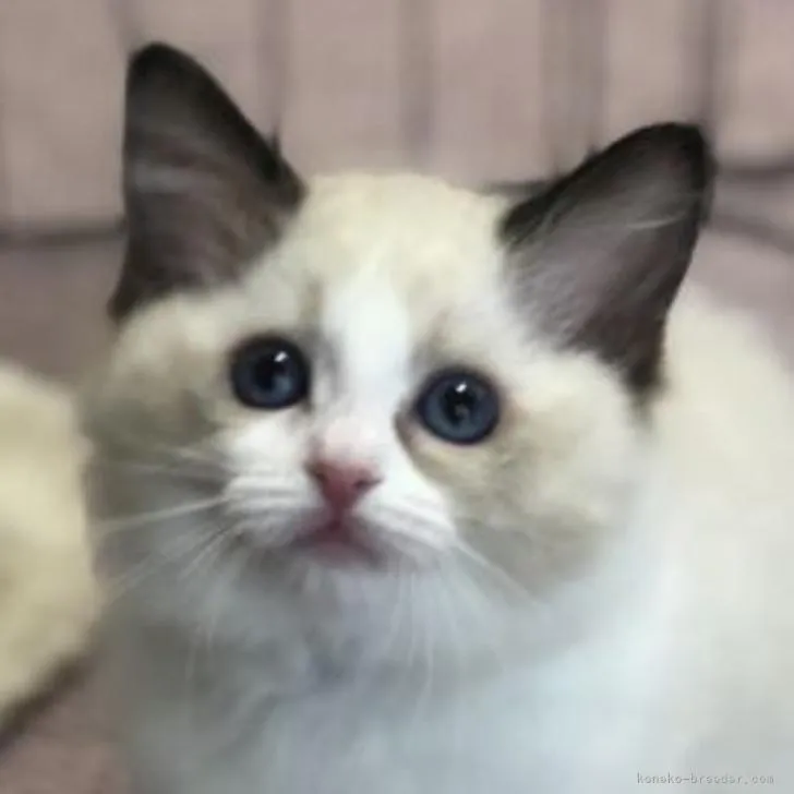 ID:2212-00329の子猫
