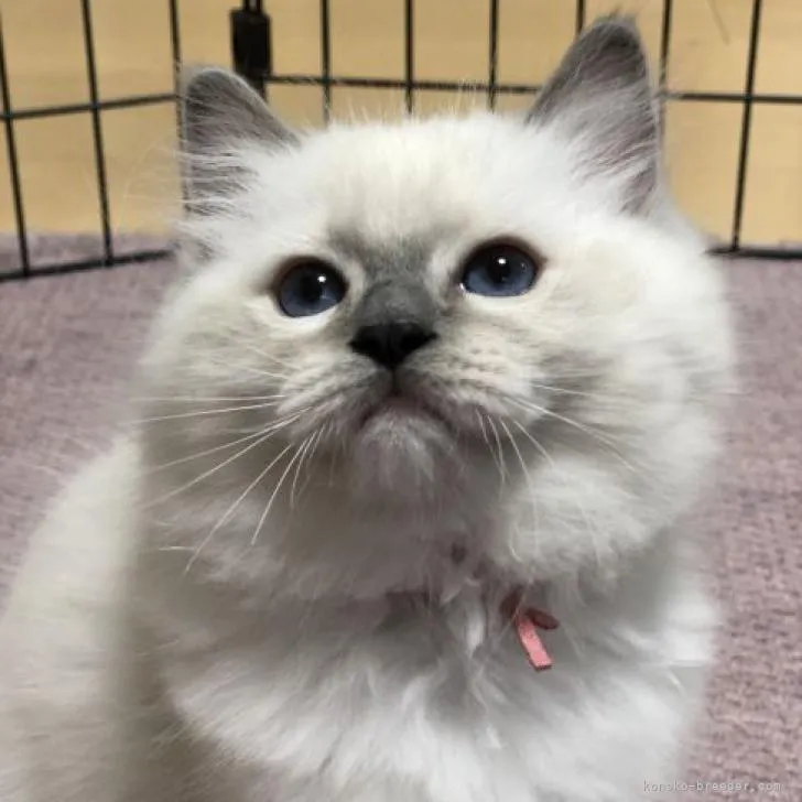 ID:2208-02835の子猫
