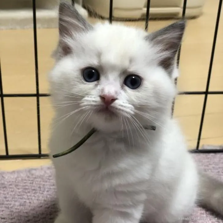 ID:2209-01740の子猫