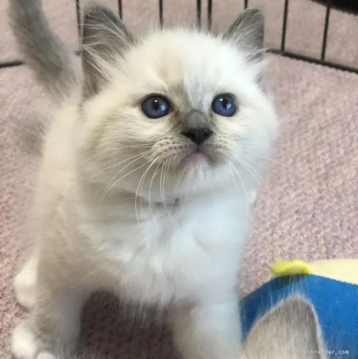 ID:2208-02828の子猫