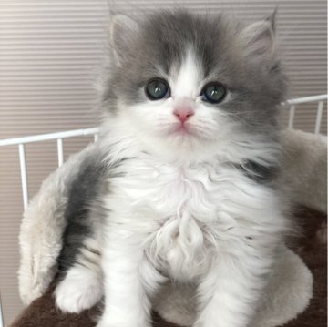 ラガマフィン【岡山県・女の子・2024年1月17日・ブルーパッチドタビー/ホワイト】の写真「人気のブルー✨
3月中頃までの販売となります！」