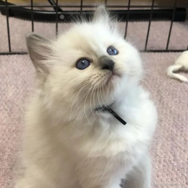 ID：2208-02836の子猫