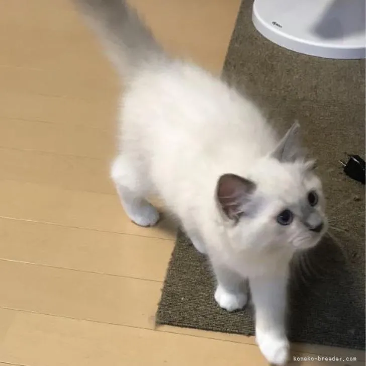 ID:2206-03061の子猫