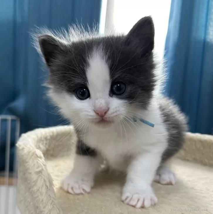 ID：2502-00659の子猫