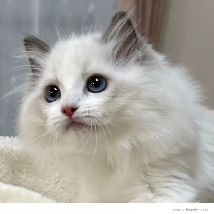 M.M 様のお迎えした子猫