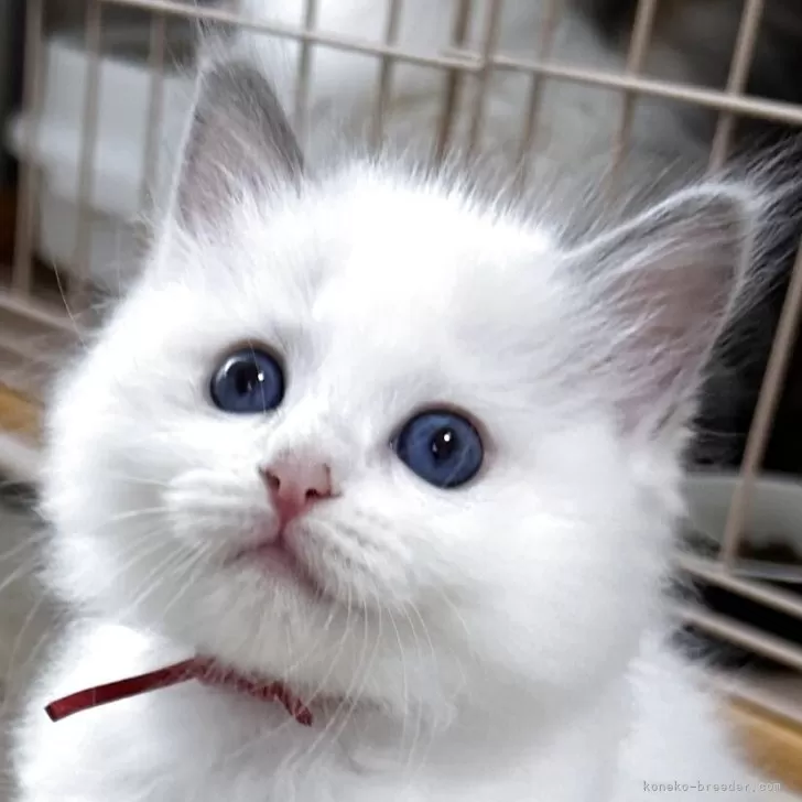 ID：2505-03057の子猫