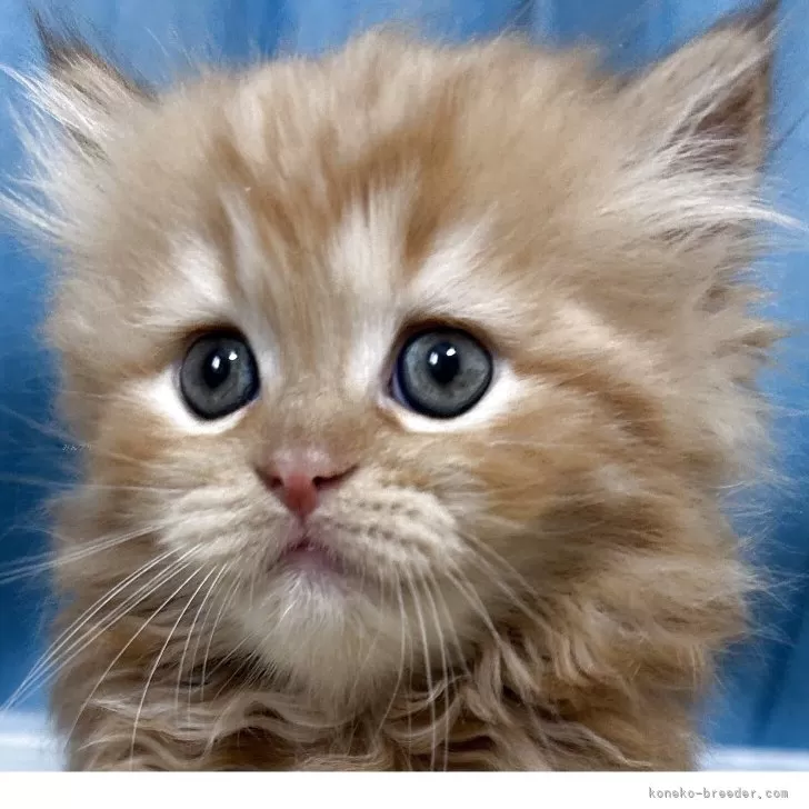 ID：2506-02639の子猫