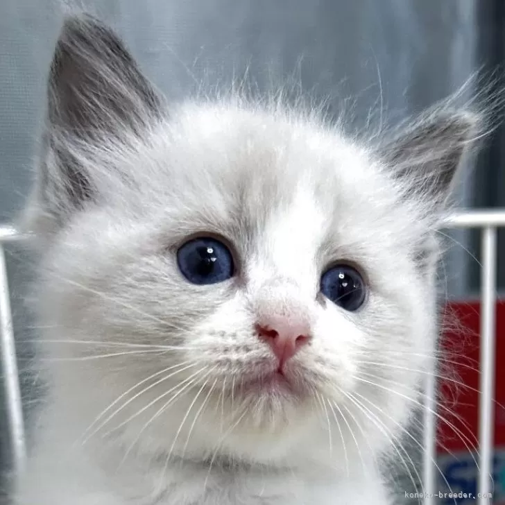 フカシオ 様のお迎えした子猫