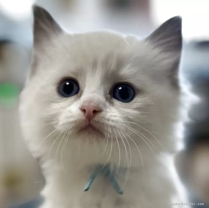 ラグドール【岡山県・女の子・2025年11月8日・ブルーポイント/バイカラー】の写真1