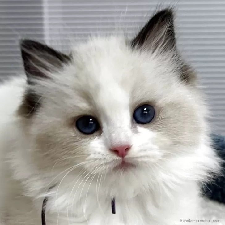 ID：2506-01051の子猫