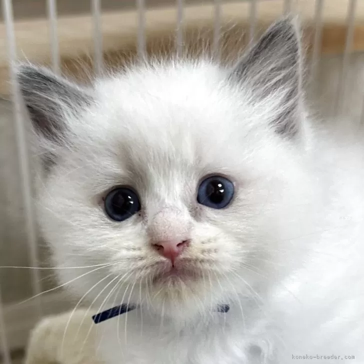 T2 様のお迎えした子猫