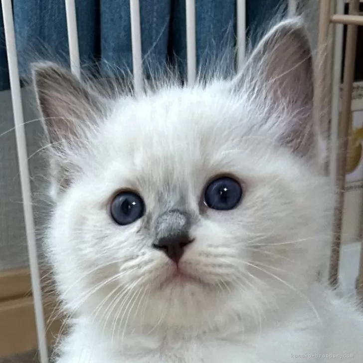 ID：2505-03063の子猫
