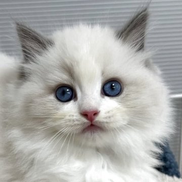 ラグドール【岡山県・男の子・2025年4月12日・ブルーポイント/バイカラー】の写真「大きくなりそう😊」