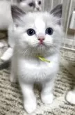 ラグドール【岡山県・女の子・2025年3月18日・ブルーポイント/バイカラー】の写真2