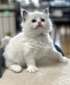 ラグドール【岡山県・女の子・2025年11月8日・ブルーポイント/バイカラー】の写真2