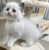 ラグドール【岡山県・女の子・2025年3月18日・ブルーポイント/バイカラー】の写真3