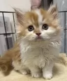 ラガマフィン【岡山県・女の子・2026年2月4日・レッドタビー/ホワイト】の写真4