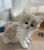 ラガマフィン【岡山県・女の子・2025年11月26日・クリーム/ホワイト】の写真6