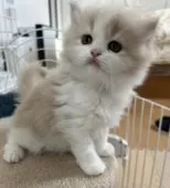 ラガマフィン【岡山県・女の子・2025年11月26日・クリーム/ホワイト】の写真8