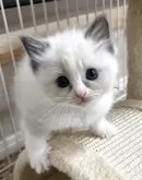 ラグドール【岡山県・女の子・2025年3月18日・ブルーポイント/バイカラー】の写真8