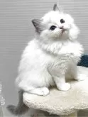 ラグドール【岡山県・男の子・2025年4月12日・ブルーポイント/バイカラー】の写真9
