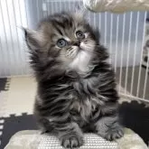 ラガマフィン【岡山県・男の子・2025年4月13日・ブラウンタビー】の写真9