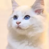 ラグドール【栃木県・男の子・2024年8月15日・ブルーリンクスバイカラーのキュートな男の子🩵】の写真1