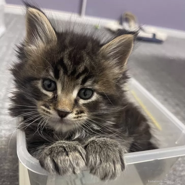 ID:2404-00819の子猫