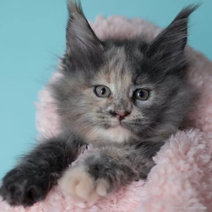 ID：2508-01643の子猫