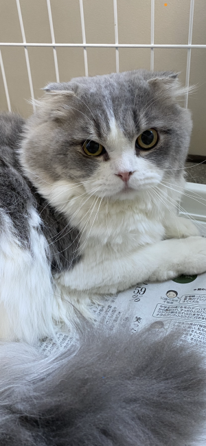 金田　美紀子(かねた　みきこ)ブリーダー(埼玉県・ブリティッシュショートヘアなど・CPA登録)の紹介写真2