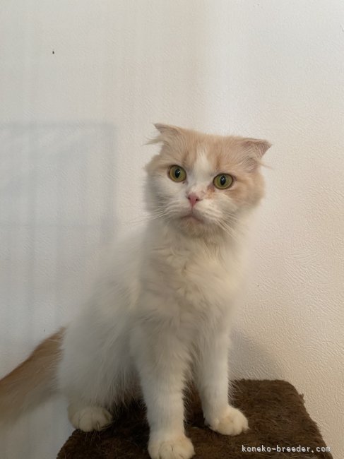 スコティッシュフォールド【・女の子・2021年10月5日・クリーム&amp;ホワイト】