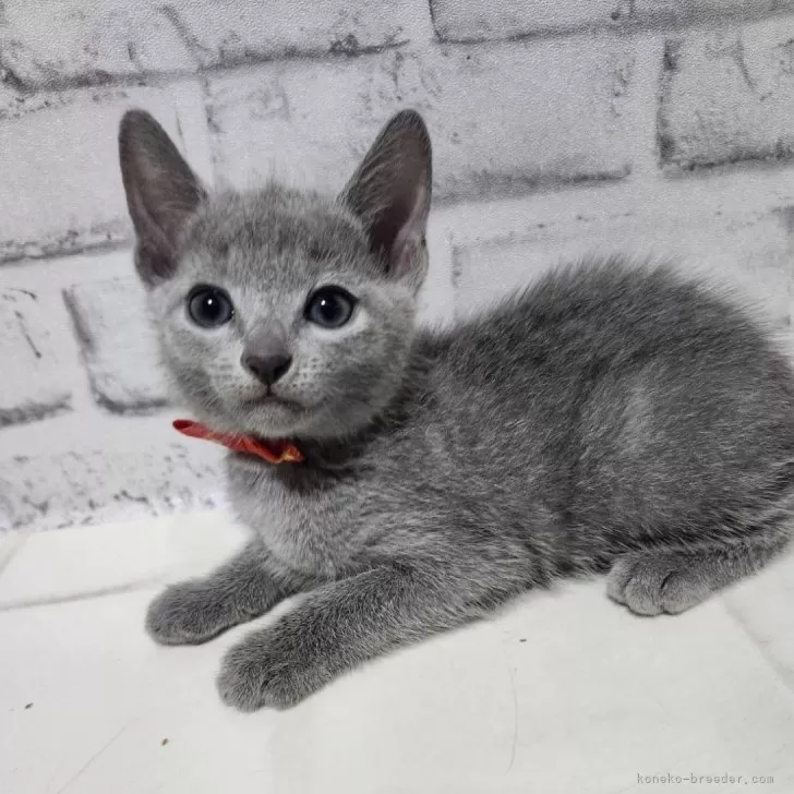 ID：2409-01401の子猫