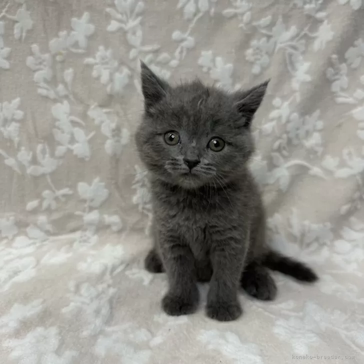 ID：2406-00727の子猫