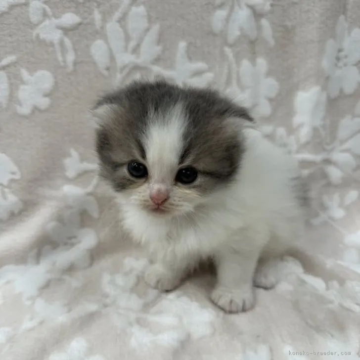 ID：2311-00114の子猫