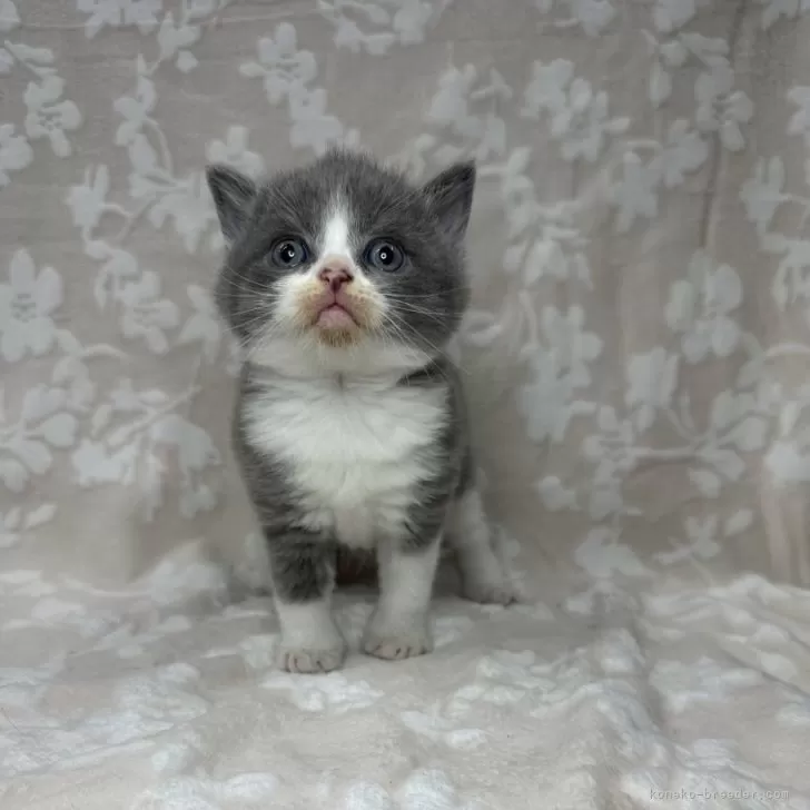 ID：2405-02633の子猫