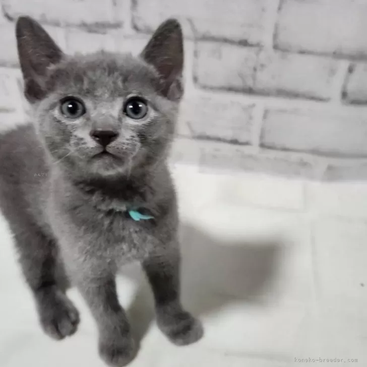 ID：2409-01402の子猫