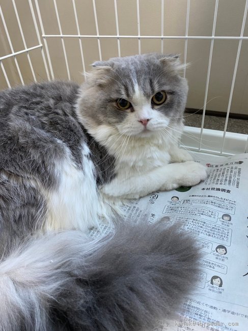 スコティッシュフォールド【・男の子・2022年1月25日・ブルータビー&amp;ホワイト】