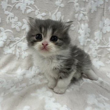 スコティッシュフォールド(立ち耳)【埼玉県・男の子・2023年9月22日・ブルータビー&ホワイト】の写真「かわいい男の子👦🏻⭐️」