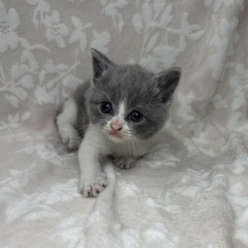 ブリティッシュショートヘア【埼玉県・女の子・2024年4月27日・ブルー&ホワイト】の写真「かわいい女の子👧🩷」