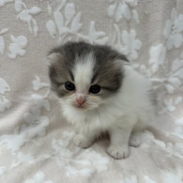 スコティッシュフォールド(折れ耳)【埼玉県・男の子・2023年9月22日・ブルータビー&ホワイト】の写真「かわいい男の子👦🏻⭐️」