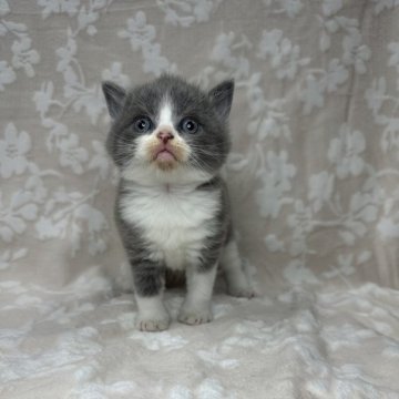 ブリティッシュショートヘア【埼玉県・男の子・2024年4月20日・ブルー&ホワイト】の写真「かわいい男の子👦🩵」