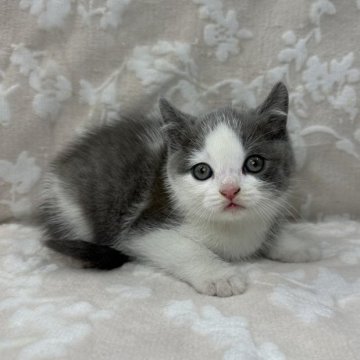 ブリティッシュショートヘア【埼玉県・男の子・2024年5月5日・ブルー&ホワイト】の写真「かわいい男の子👨⭐️」