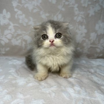 スコティッシュフォールド(折れ耳)【埼玉県・男の子・2024年6月19日・ブルータビー&ホワイト】の写真「可愛い男の子👦🏻⭐️」