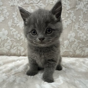 ブリティッシュショートヘア【埼玉県・男の子・2024年3月10日・ブルー】の写真「かわいい男の子👦🧡」