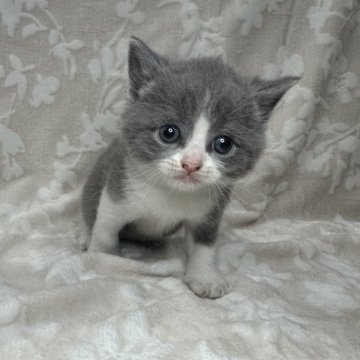 ブリティッシュショートヘア【埼玉県・男の子・2024年4月27日・ブルー&ホワイト】の写真「かわいい男の子👦🩵」