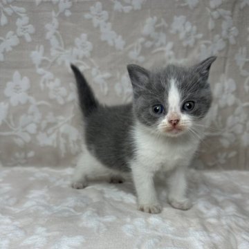 ブリティッシュショートヘア【埼玉県・女の子・2024年4月20日・ブルー&ホワイト】の写真「かわいい女の子👧🩷」