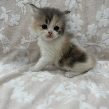 スコティッシュフォールド(立ち耳)【埼玉県・女の子・2023年9月22日・ダイリュートキャリコ】の写真「かわいい女の子👧🏻💗」